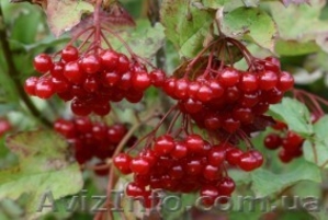 Продам саженцы калины. #1364927