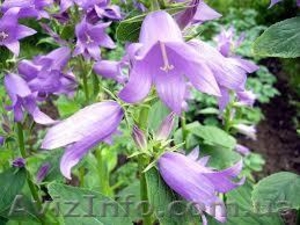 Продам саженцы колокольчика рапунцелевидного. #1364930