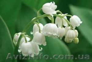 Продам саженцы ландыша майского. #1364932