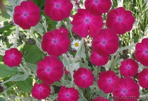 Продам саженцы: лихнис корончатый. #1364934