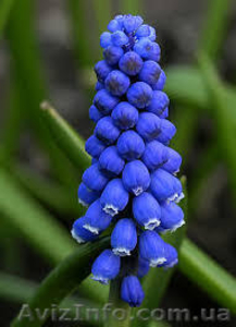 Продам луковицы мускари (мышиный гиацинт). #1364939