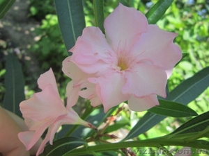 Продам саженцы олеандра. #1364942