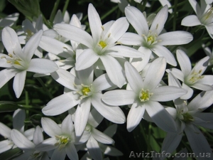 Продам луковицы птицемлечника зонтичного (орнитогалума). #1364946