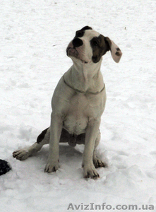 Выставочный мальчуган стаффордширский терьер #1364662