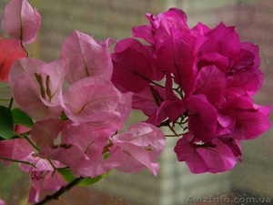 Бугенвиллии белая, розовая, оранжевая, красная- укорененные черенки #1359732