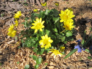 Продам саженцы: лютик весенний или чистяк. #1364935