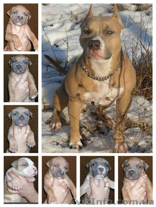 Щенки амстаффа. #1364800