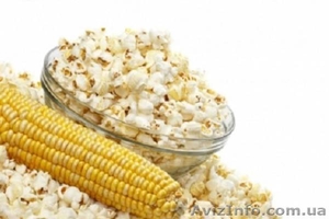 Продам семена кукурузы «Поп-корн». #1364931