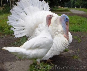 Суточные индюшата белые широкогрудые. #1362021