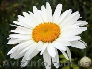 Продам саженцы ромашки белой крупной и белой ранней (нивяник). #1362524