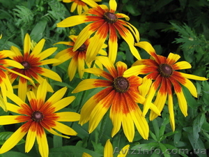 Продам саженцы рудбекии  – желтая ромашка с коричневой серединкой. #1364948