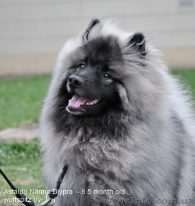 продаются щенки Кеесхонда(Вольфшпиц) с отличной родословной #1363735