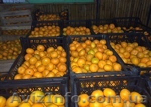 Мандарины оптом из Грузии  #1358853