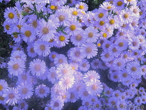 Продам саженцы астры многолетней (низкорослая и высокорослая)  #1364899