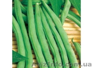 Продам семена спаржевой фасоли. #1364947
