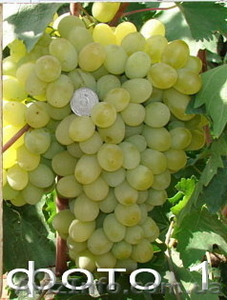 Продам саженцы винограда: Тимур,  Ризамат,  Подарок Запорожью,  Кеша-1( Талисман),   #1364902