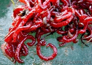 Лучший мотыль для зимней рыбалки оптом #1355317