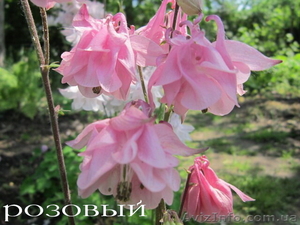 Продам саженцы аквилегии (водосбор) #1364898