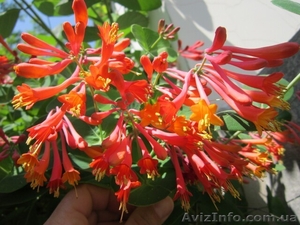 Продам саженцы жимолости каприфоль,  Брауна,  Тельмана. #1364922