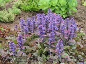 Продам саженцы живучки ползучей. #1364919