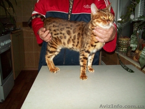 Бенгалы на вязку. (два кота. )  #1372429