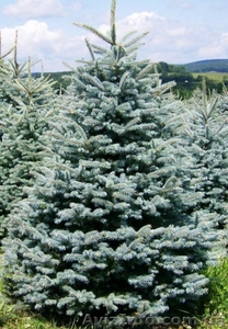 Семена ель голубая  #1366959