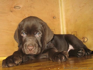 Предлагаются к продаже щенки лабрадора шоу класса. #1373136