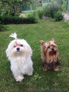 Мальтийская болонка - шикарные малыши #1373560