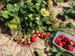 Саженцы клубники сорта 