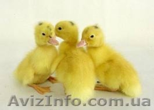 продам суточних утят муларда #1368081