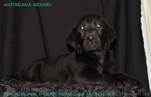 Высококачественные щенки лабрадора #1371668