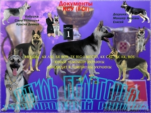 К резерву перспективные для работы,  выставок и разведения щенки ВЕО.  #1376353