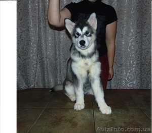 Щенки аляскинского маламута (питомник,  документы КСУ) #1370420