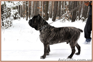 Щенки Кане Корсо . Ожидается суперпомет. #1371069