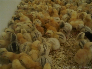 Продаж курей МАСТЕР РЕДБРО! Підрощених і добових! Можлива доставка #1372413