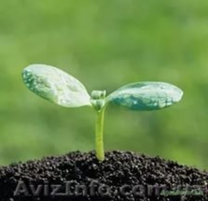 Субстрат торфяной 