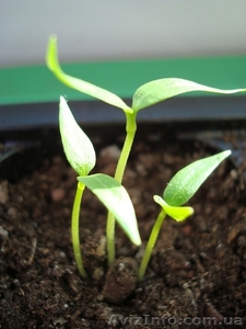 Весовые Семёнов овощных культур.ОПТом #1371520