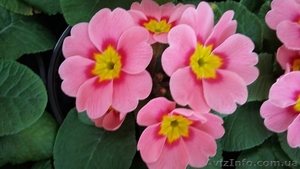 Примула,  примула цена,  примула Киев,  примула опт #1375200