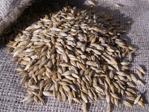 ячмень яровой Гелиос #1372332