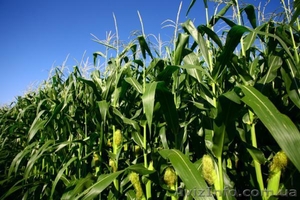 Продам колхоз в Полтавской области #1373431