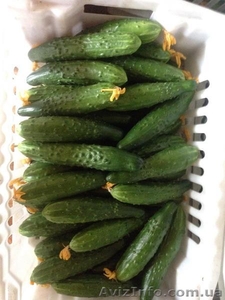 огурец эстафета #1377292