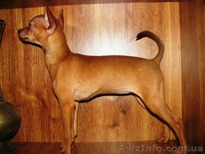 Щенок,  девочка той-терьер с документами,  привита! #1367844