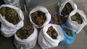 Прополис оптом от 1 кг #1253052