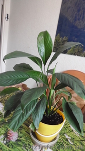 Лучший подарок ко дню Влюблённых живые цветы!  #1367587