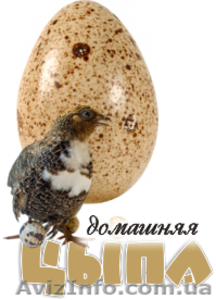 Суточные перепела,  перепелиные яйца #1373695