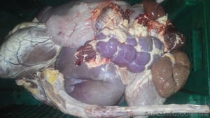 Продам субпродукты говяжьи (печень, легкие,  калтык,  вымя,  рубец,  книжка,  хвост, се #1382830