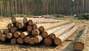 Куплю пиловочник сосновый. #1383587