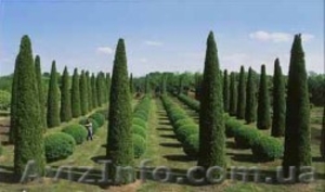 Деревья декоративные для озеленения #1383211