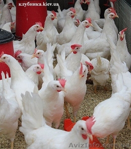 Домашні кури з доставкою #1386065