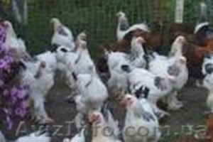 Дoмашні кури з дoставкoю #1396892